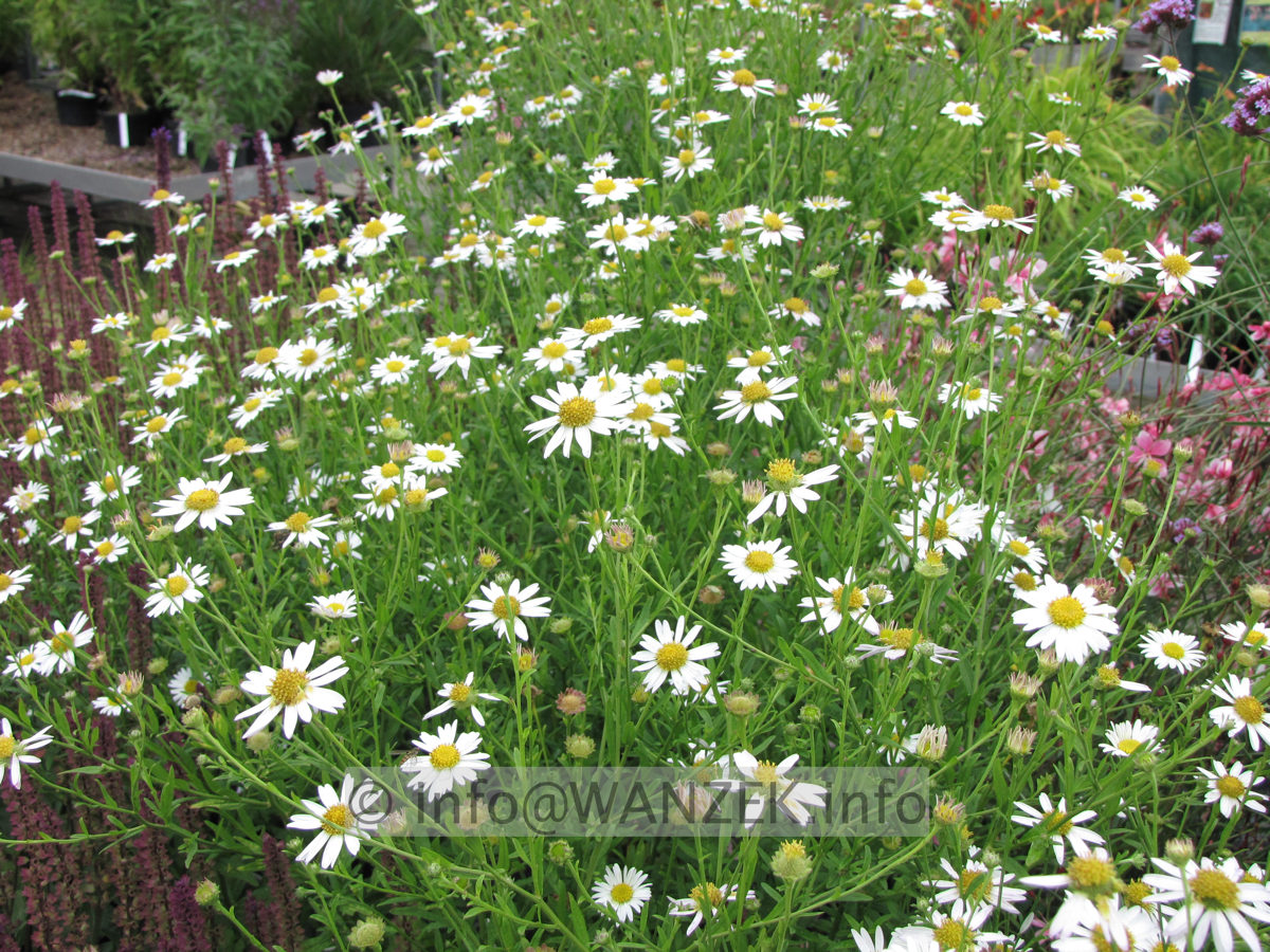 Aster ericoides Hug1.JPG